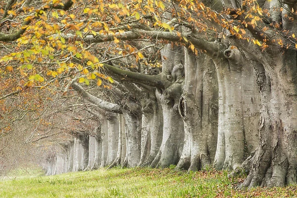 Avenue of beech (fagus sylvatica) in autumn, Kingston Lacy, Wimborne, Dorset, England