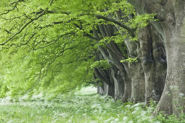 Avenue of beech (fagus sylvatica) in spring, Kingston Lacy, Wimborne, Dorset, England