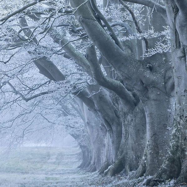 Avenue of beech (fagus sylvatica) in winter, Kingston Lacy, Wimborne, Dorset, England
