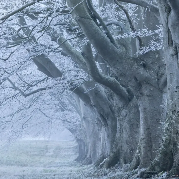 Framed Print : Avenue of beech (fagus sylvatica) in winter, Kingston Lacy, Wimborne, Dorset, England Framed Print : Avenue of beech (fagus sylvatica) in winter, Kingston Lacy, Wimborne, Dorset, England