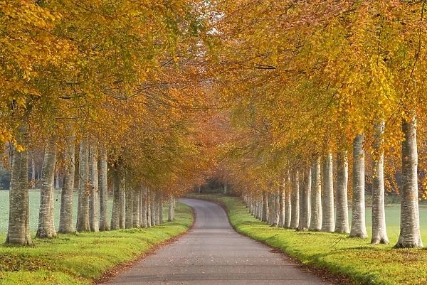 Avenue of colourful trees in autumn, Dorset, England. November