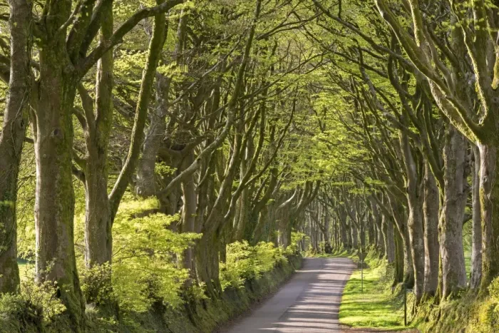 Framed Print : Avenue of mature deciduous trees near Bridestowe, Dartmoor National Park, Devon, England