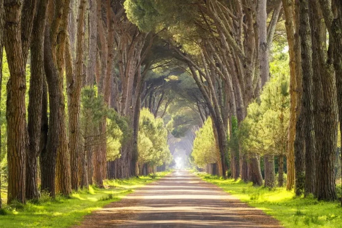 Framed Print : Avenue of Pine Trees, Natural Park of Migliarino San Rossore Massaciuccoli, Pisa, Tuscany Framed Print : Avenue of Pine Trees, Natural Park of Migliarino San Rossore Massaciuccoli, Pisa, Tuscany
