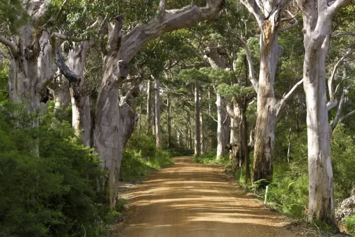 Framed Print : Avenue of trees, West Cape Howe NP. Albany, Western Australia Framed Print : Avenue of trees, West Cape Howe NP. Albany, Western Australia