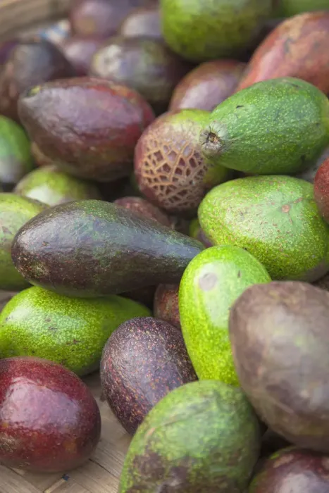 Framed Print : Avocados at market, Hoi An, Quang Nam, Vietnam
