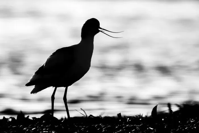 Framed Print : Avocet (Recurvirostra avosetta), Texel, Holland