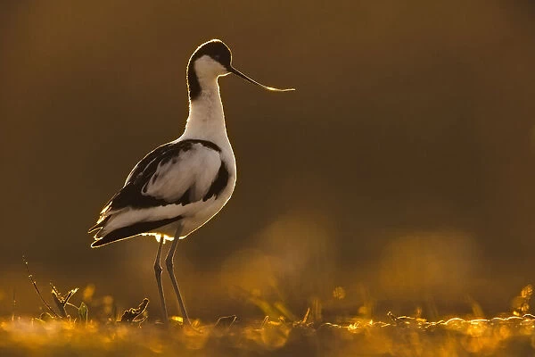 Avocet (Recurvirostra avosetta), Texel, Holland