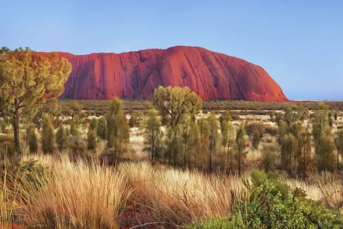 Framed Print : Ayers Rock at dawn with desert oaks - Australia, Northern Territory Framed Print : Ayers Rock at dawn with desert oaks - Australia, Northern Territory