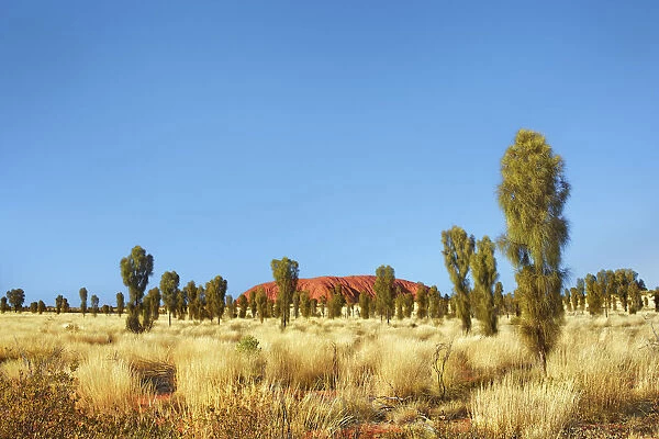 Ayers Rock with desert oaks - Australia, Northern Territory