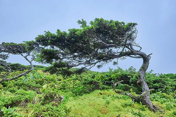 Azores juniper, Cedro-do-Mato (Juniperus brevifolia) and Azorean Heather (Erica azorica). Flores Nature Park, Flores island. Azores archipelago, Portugal