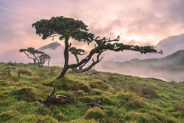 Azores Juniper tree Lagoa do Capitao against Clouds near Mount Pico, Sao Roque do Pico