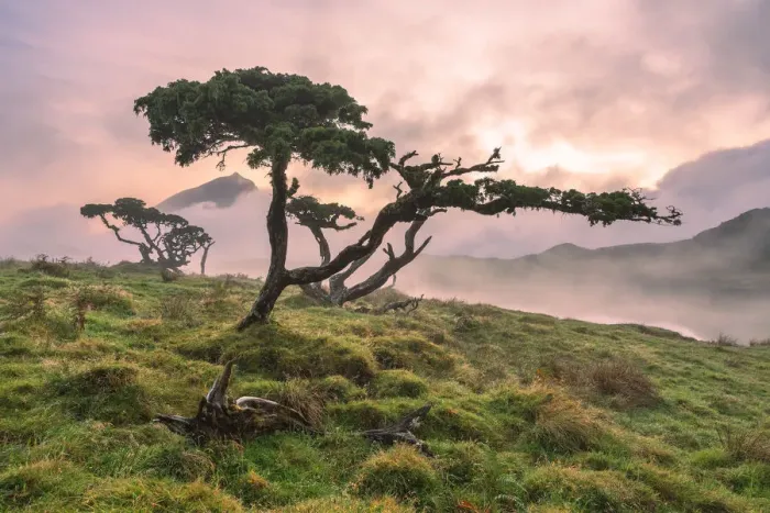 Framed Print : Azores Juniper tree Lagoa do Capitao against Clouds near Mount Pico, Sao Roque do Pico Framed Print : Azores Juniper tree Lagoa do Capitao against Clouds near Mount Pico, Sao Roque do Pico