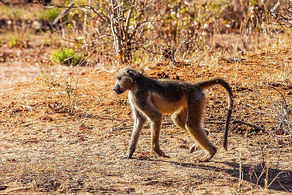 Baboon, Chobe National Park, Botswana, Africa