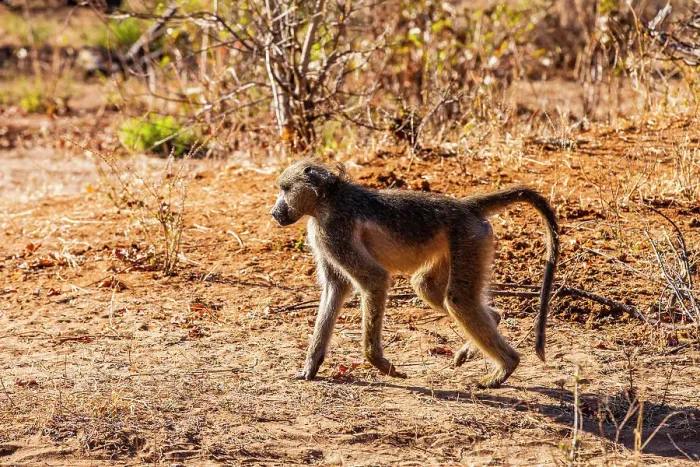 Framed Print : Baboon, Chobe National Park, Botswana, Africa Framed Print : Baboon, Chobe National Park, Botswana, Africa