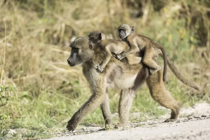 Framed Print : Baboon (Hamadryas papio) carrying twins, Khwai, Botswana, Africa Framed Print : Baboon (Hamadryas papio) carrying twins, Khwai, Botswana, Africa