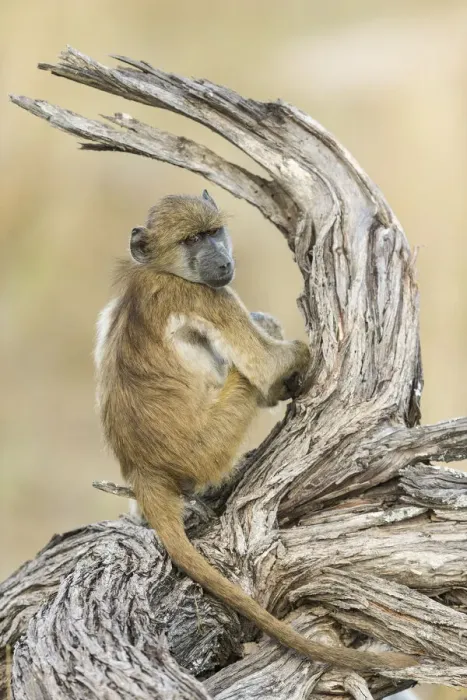 Framed Print : Baboon (Hamadryas papio), Khwai, Botswana, Africa Framed Print : Baboon (Hamadryas papio), Khwai, Botswana, Africa