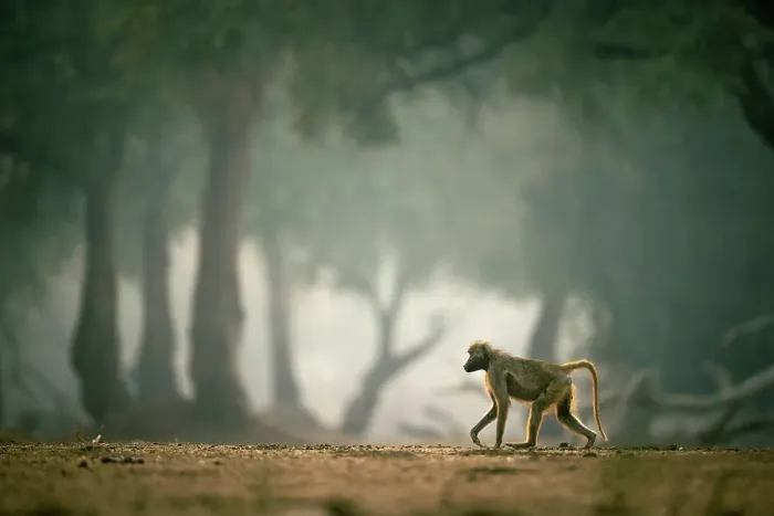 Framed Print : Baboon, Mana Pools National Park, Zimbabwe Framed Print : Baboon, Mana Pools National Park, Zimbabwe