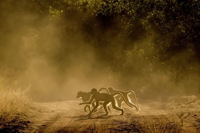 Framed Print : Baboons on road at sunrise, Lower Zambezi National Park, Zambia Framed Print : Baboons on road at sunrise, Lower Zambezi National Park, Zambia