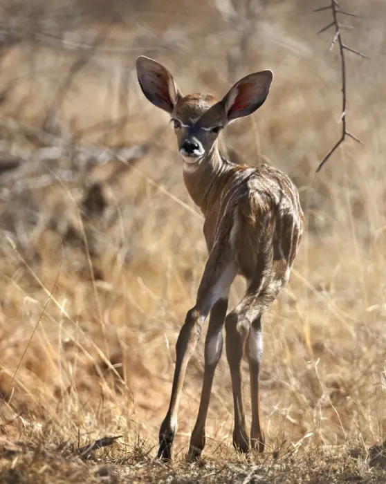 Framed Print : A baby Lesser Kudu in Tsavo East National Park Framed Print : A baby Lesser Kudu in Tsavo East National Park