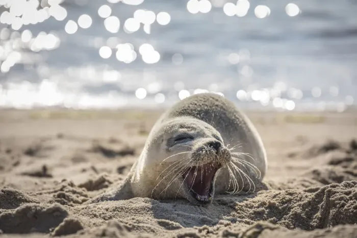 Framed Print : Baby seal on the east beach of List, Sylt, Schleswig-Holstein, Germany