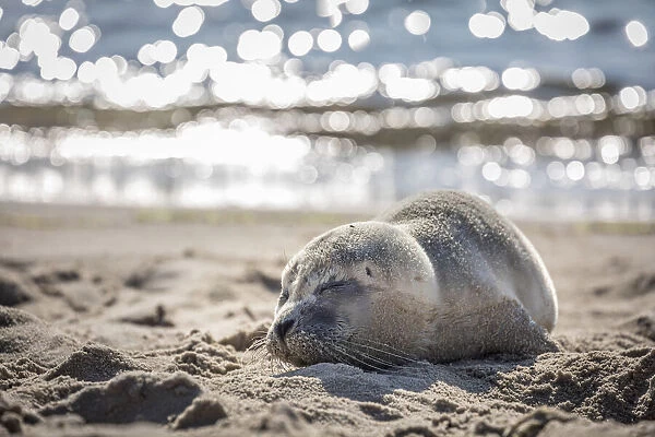 Baby seal on the east beach of List, Sylt, Schleswig-Holstein, Germany