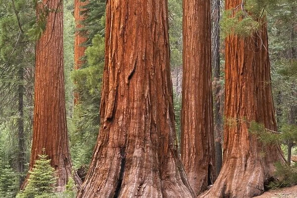 Bachelor and Three Graces Sequoia tress in Mariposa Grove, Yosemite National Park, USA