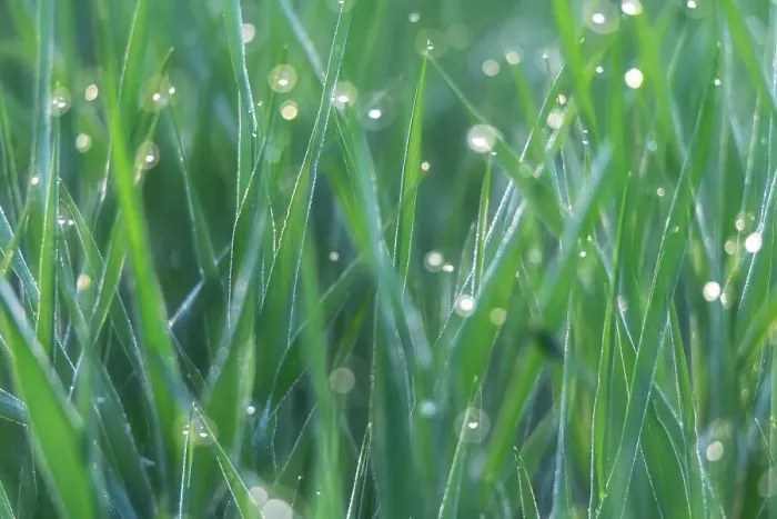 Framed Print : Backlit morning dew on the grass with the first light of the day in the Val d'Orcia, Tuscany, Italy Framed Print : Backlit morning dew on the grass with the first light of the day in the Val d'Orcia, Tuscany, Italy