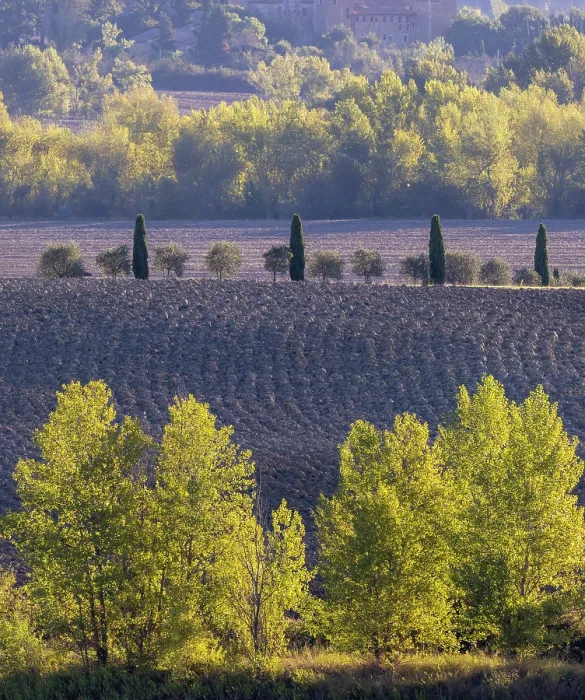 Framed Print : Backlit trees and ploughed fields in late summer, Val d'Orcia, Tuscany, Italy Framed Print : Backlit trees and ploughed fields in late summer, Val d'Orcia, Tuscany, Italy