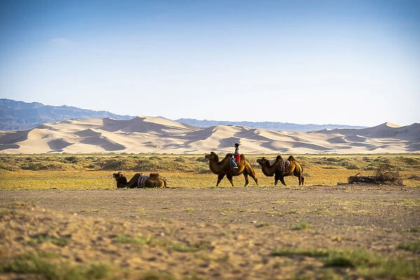 Bactrian camels and Shepherd near Singing Sand Dunes at Khongoryn Els in the Gobi Desert