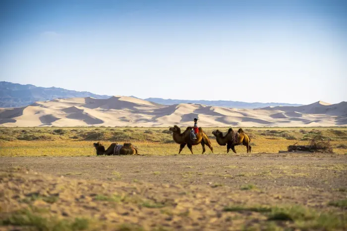 Framed Print : Bactrian camels and Shepherd near Singing Sand Dunes at Khongoryn Els in the Gobi Desert Framed Print : Bactrian camels and Shepherd near Singing Sand Dunes at Khongoryn Els in the Gobi Desert