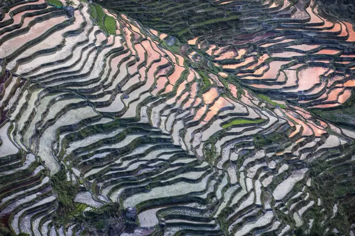 Framed Print : Bada rice terraces in yuanyang rice terraces area, Yunnan, Southern China, China Framed Print : Bada rice terraces in yuanyang rice terraces area, Yunnan, Southern China, China