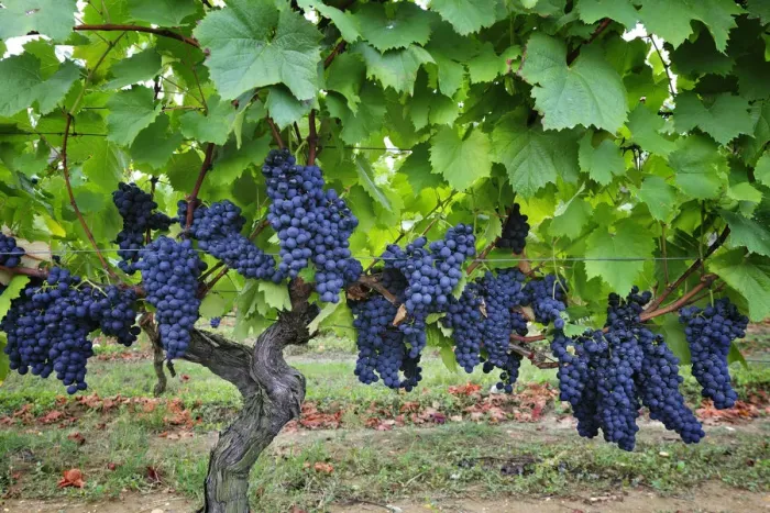 Framed Print : Baga, a traditional grape variety from Bairrada wine region. Sao Lourenco do Bairro