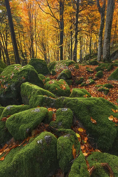 Bagni di Masino forest in Autumn time, Val Masino, Sondrio province, Valtellina, Lombardy