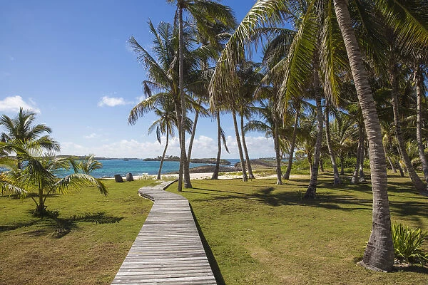 Bahamas, Abaco Islands, Elbow Cay, Coconut grove near Tihiti beach