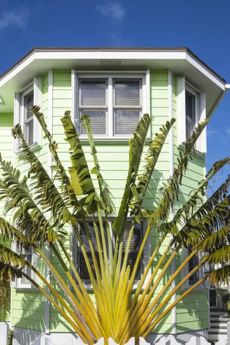 Framed Print : Bahamas, Abaco Islands, Green Turtle Cay, New Plymouth, Palm in garden of house Framed Print : Bahamas, Abaco Islands, Green Turtle Cay, New Plymouth, Palm in garden of house