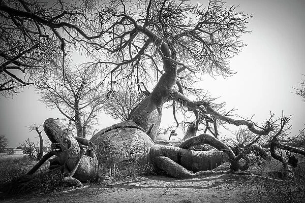 Baines Baobabs, Nxai Pan National Park, Botswana