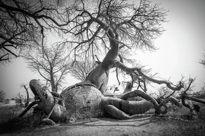 Framed Print : Baines Baobabs, Nxai Pan National Park, Botswana Framed Print : Baines Baobabs, Nxai Pan National Park, Botswana