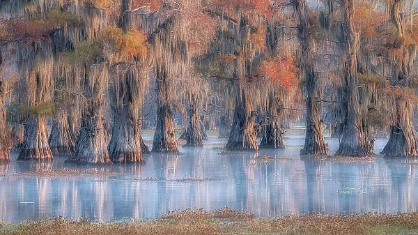 Bald cypress in autumn colors in Caddo Lake, Texas, USA