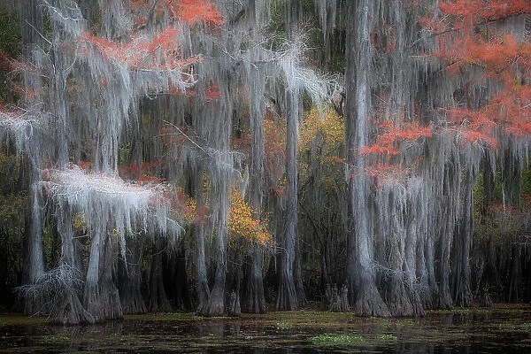 Bald cypress in Autumn Colors, Lake Caddo, Texas, USA