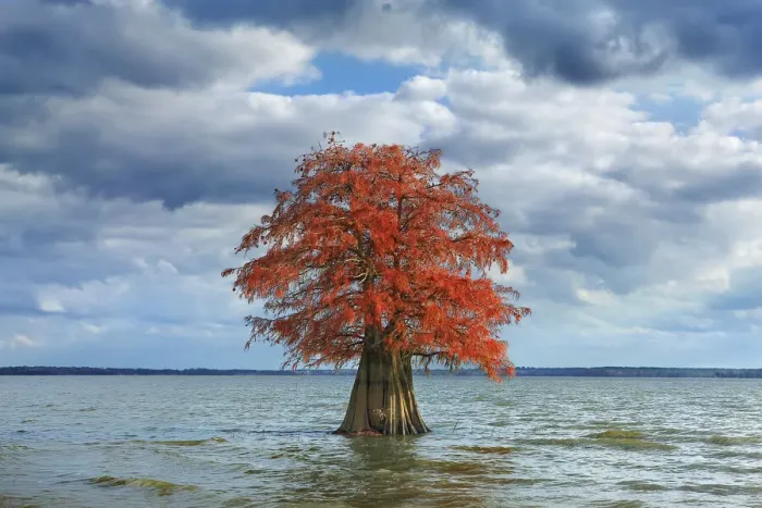 Framed Print : Bald cypress in autumn colors - USA, Louisiana, Caddo, Caddo Lake, Ferry Lake Framed Print : Bald cypress in autumn colors - USA, Louisiana, Caddo, Caddo Lake, Ferry Lake
