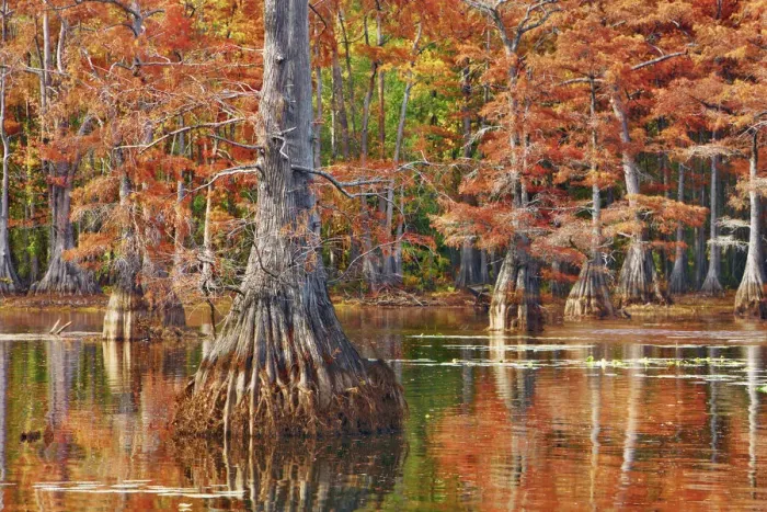 Framed Print : Bald cypress in autumn colors - USA, Louisiana, Caddo, Caddo Lake, Trees, Stacy Landing Framed Print : Bald cypress in autumn colors - USA, Louisiana, Caddo, Caddo Lake, Trees, Stacy Landing