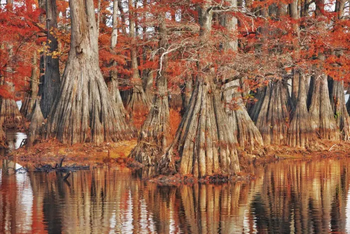 Framed Print : Bald cypress in autumn colors - USA, Louisiana, Caddo, Caddo Lake, Trees, Stacy Landing Framed Print : Bald cypress in autumn colors - USA, Louisiana, Caddo, Caddo Lake, Trees, Stacy Landing