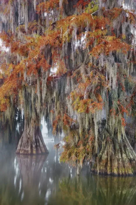 Framed Print : Bald cypress in autumn colours - USA, Louisiana, St. Martin, Lake Martin Framed Print : Bald cypress in autumn colours - USA, Louisiana, St. Martin, Lake Martin