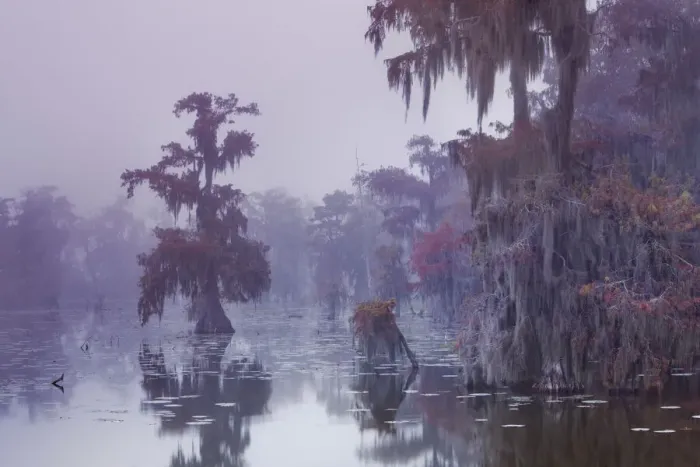 Framed Print : Bald cypress in fog - USA, Louisiana, St. Martin, Lake Martin