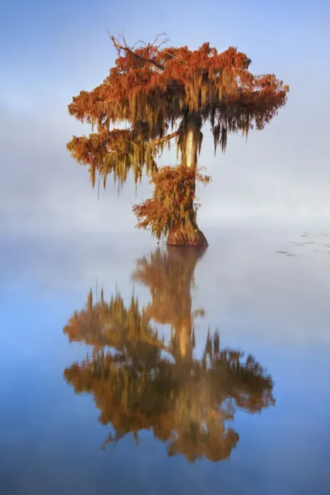 Framed Print : Bald cypress in fog - USA, Louisiana, St. Martin, Lake Martin Framed Print : Bald cypress in fog - USA, Louisiana, St. Martin, Lake Martin