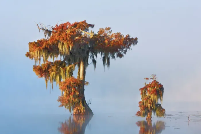 Framed Print : Bald cypress in fog - USA, Louisiana, St. Martin, Lake Martin Framed Print : Bald cypress in fog - USA, Louisiana, St. Martin, Lake Martin