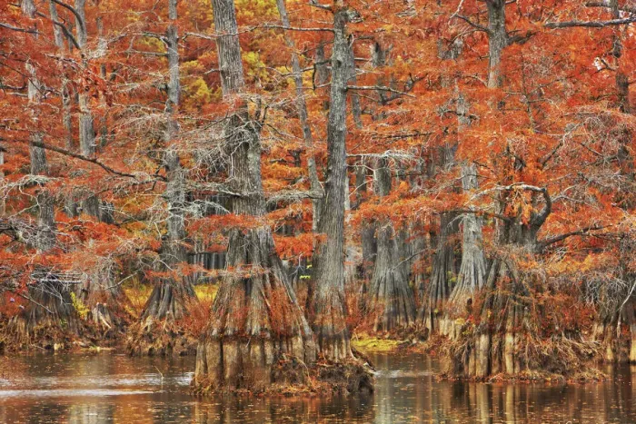 Framed Print : Bald cypress forest in autumn colors - USA, Louisiana, Caddo, Caddo Lake, Trees
