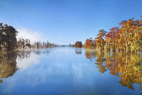 Bald cypress forest in autumn colours with fog - USA, Louisiana, St. Martin, Lake Martin