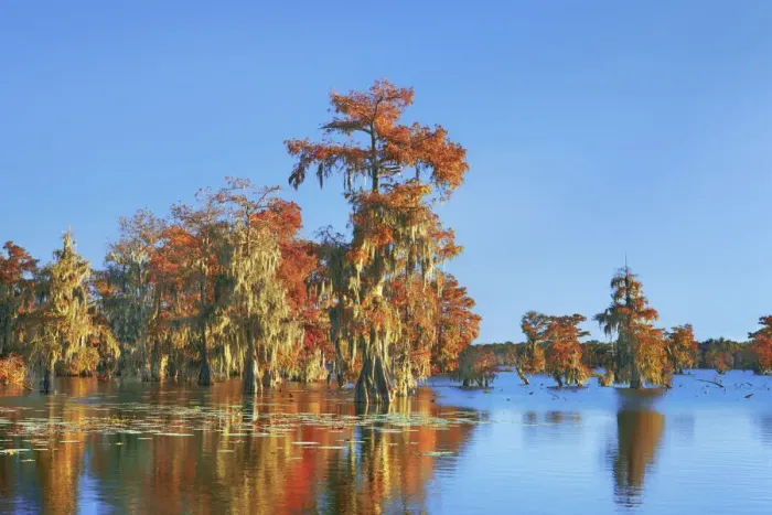Framed Print : Bald cypress forest in autumn colours - USA, Louisiana, St. Martin, Lake Martin Framed Print : Bald cypress forest in autumn colours - USA, Louisiana, St. Martin, Lake Martin