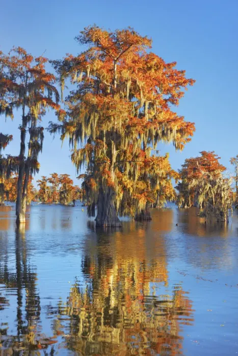 Framed Print : Bald cypress forest in autumn colours - USA, Louisiana, St. Martin, Lake Martin Framed Print : Bald cypress forest in autumn colours - USA, Louisiana, St. Martin, Lake Martin